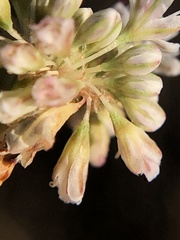 Eriogonum nudum auriculatum