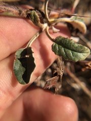 Eriogonum nudum auriculatum