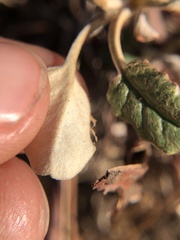 Eriogonum nudum auriculatum