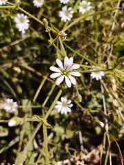 Stellaria chilensis