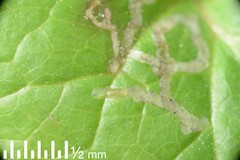 Phytomyza syngenesiae