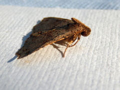 Lithilaria proestans