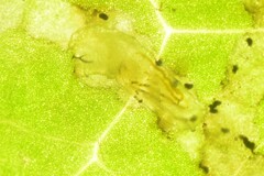 Phytomyza syngenesiae