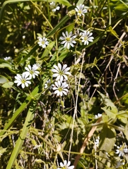 Stellaria chilensis