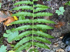 Homalosorus pycnocarpos