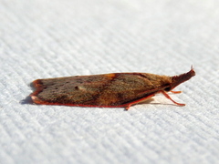 Enchocrates glaucopis