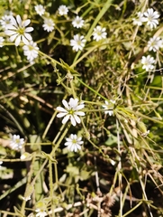 Stellaria chilensis