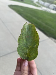Cornus florida
