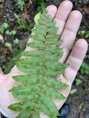 Homalosorus pycnocarpos