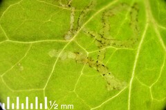 Phytomyza syngenesiae