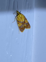 Sparganothis lycopodiana