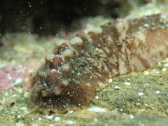 Cryptoplax striata