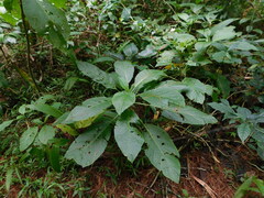 Brugmansia suaveolens