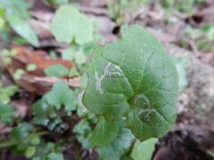 Phytomyza syngenesiae