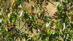 Prunus virginiana