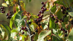 Prunus virginiana