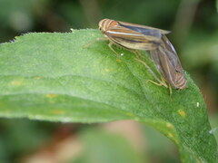 Idiodonus kennicotti