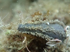 Neoamphicyclus mutans