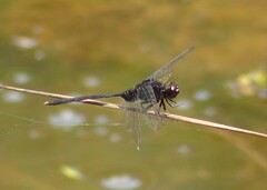 Erythemis plebeja