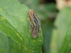 Idiodonus kennicotti