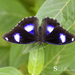 Oriental Great Eggfly - Photo (c) SHASHIDHARSWAMY HIREMATH, some rights reserved (CC BY-NC), uploaded by SHASHIDHARSWAMY HIREMATH