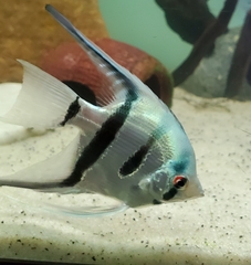 Pterophyllum scalare