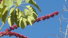 Heptapleurum actinophyllum