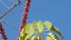 Heptapleurum actinophyllum