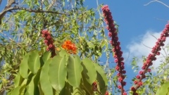 Heptapleurum actinophyllum