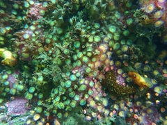 Corynactis australis