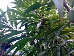 Pouteria campechiana