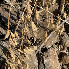 Bromus japonicus