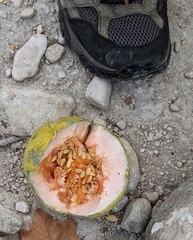 Cucumis melo