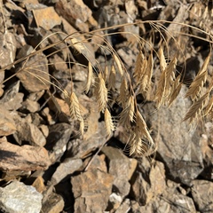 Bromus japonicus