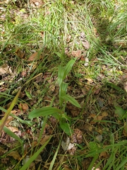 Habenaria floribunda
