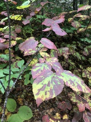 Viburnum lantanoides