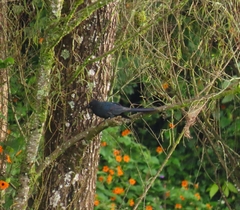 Crotophaga major