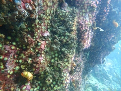 Corynactis australis