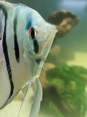 Pterophyllum scalare