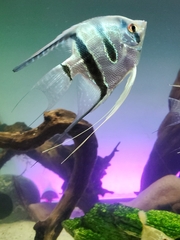 Pterophyllum scalare
