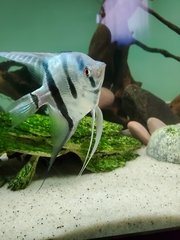 Pterophyllum scalare