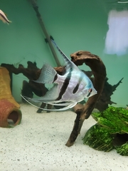 Pterophyllum scalare