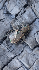 Cicindela oregona