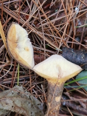 Suillus decipiens