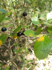Vaccinium arboreum