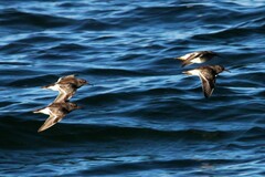 Calidris maritima