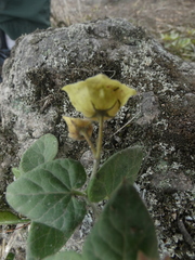 Philibertia solanoides