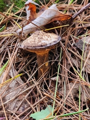 Suillus decipiens