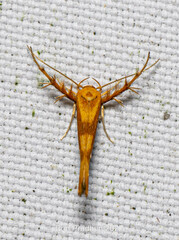 Stathmopoda