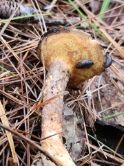 Suillus decipiens